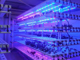 Завод СИД парника T5 дневной растет света для салата, капусты